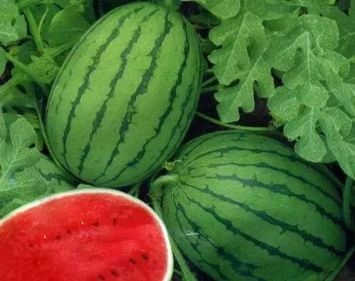大瓜可吃,揭秘娱乐圈的甜蜜与苦涩  第2张